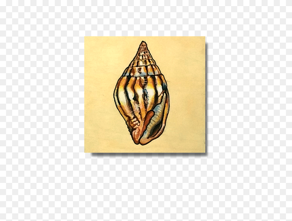 Adams Miter, Animal, Invertebrate, Sea Life, Seashell Png Image