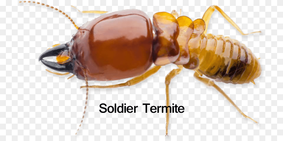 Adams Pest Control Solutions Hoverfly, Animal, Insect, Invertebrate, Termite Free Png