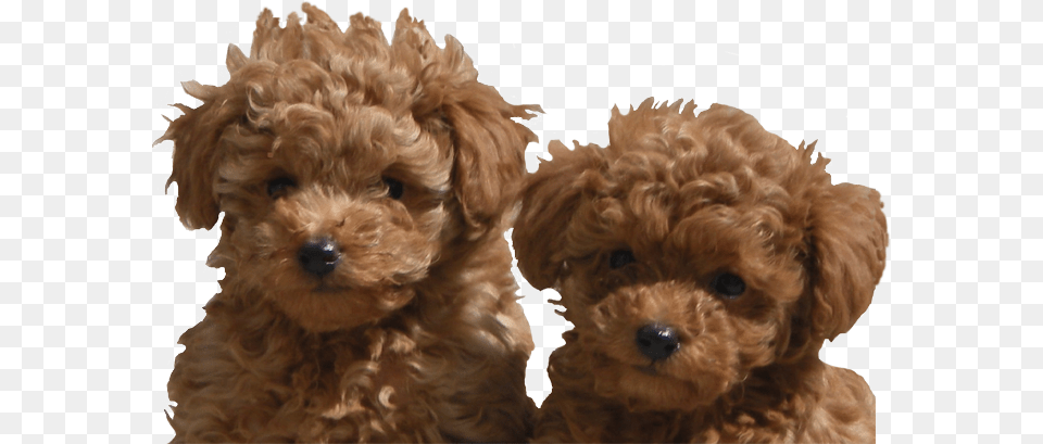 Adanac Poodles Of Canada Toy Poodle For Sale Ontario, Animal, Canine, Dog, Mammal Free Png Download