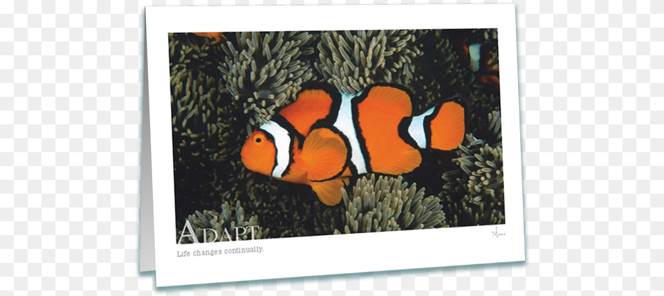 Adapt Clownfish Greeting Card Ocellaris Clownfish, Amphiprion, Animal, Sea Life, Fish Free Png