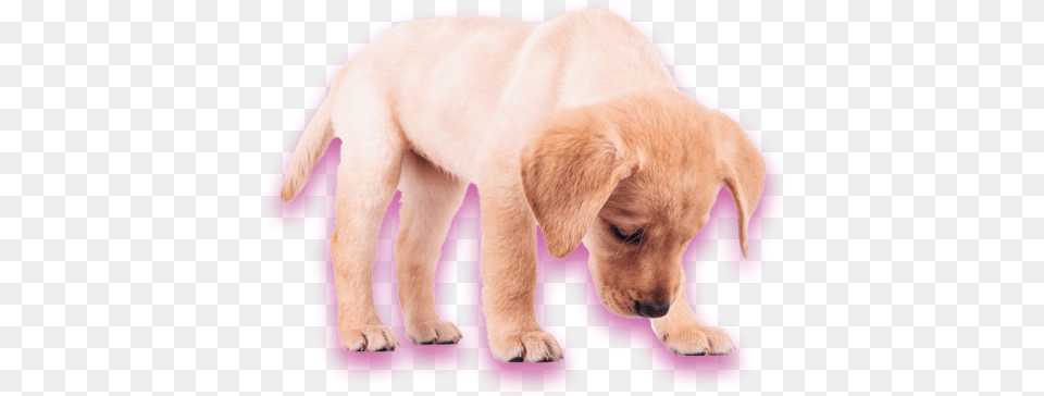 Adaptil Para Perros Y Cachorros Dog Yawns, Animal, Canine, Mammal, Pet Free Png Download