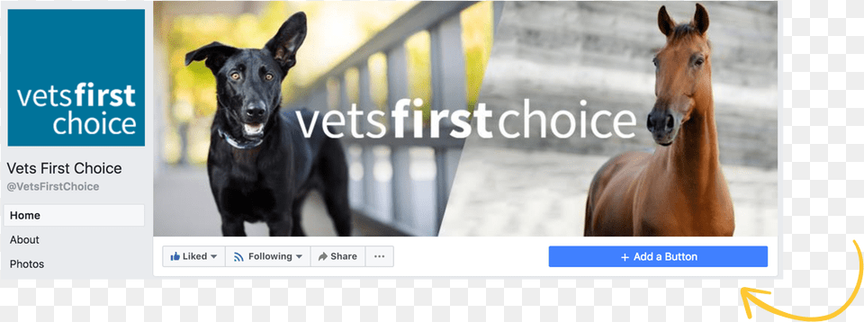 Add A Shop Now Button To Your Facebook, Animal, Canine, Dog, Mammal Free Transparent Png