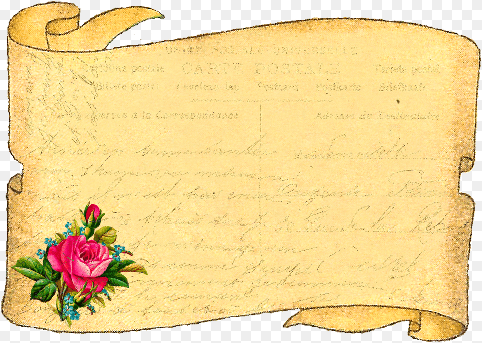 Add Journaling Lines And Your Personalized Message Garden Roses, Flower, Plant, Rose, Text Free Png
