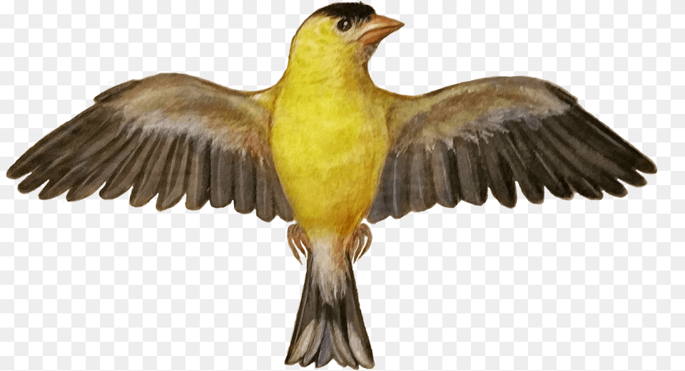 Add Media Report Rss Kanary 2 Portable Network Graphics, Animal, Bird, Finch, Canary Free Png