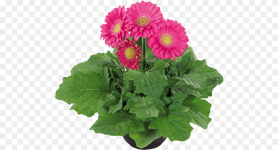 Add Product To Wishlist Barberton Daisy, Flower, Flower Arrangement, Flower Bouquet, Plant Free Png Download