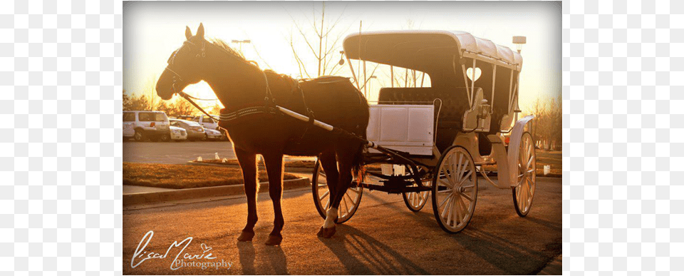 Add Stately Elegance Or Good Old Fashioned Fun With Old Fashioned Horse Drawn Carriage, Spoke, Machine, Animal, Wagon Png
