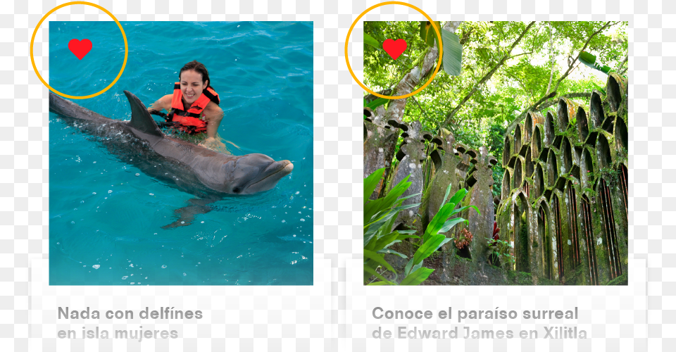 Add Your Favorite Destinations And Activities Bottlenose Dolphin, Animal, Sea Life, Mammal, Lifejacket Free Png Download