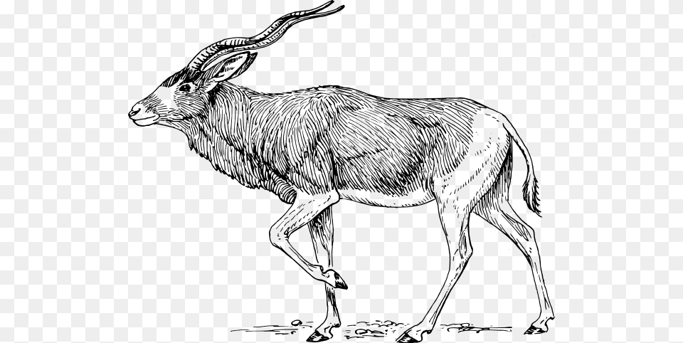 Addax Antelope 600 X Addax Clipart, Gray Png