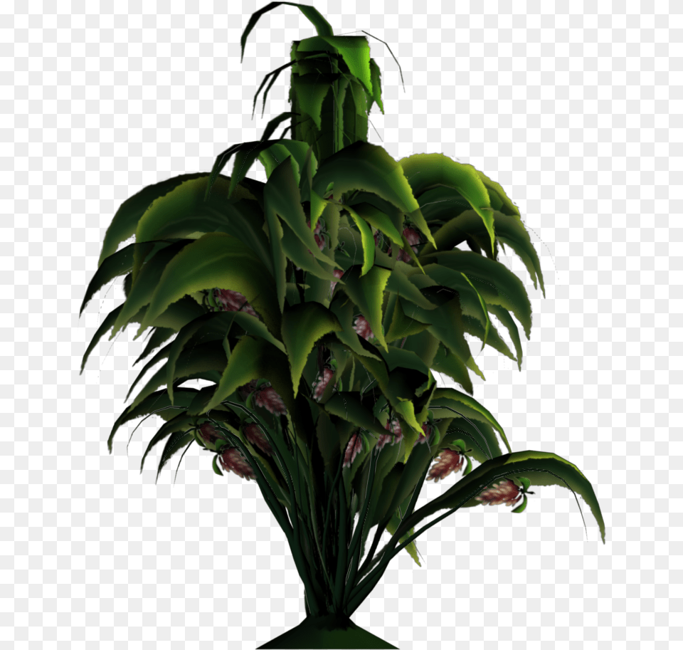 Added By Yorik On Houseplant, Green, Pattern, Plant, Accessories Png Image