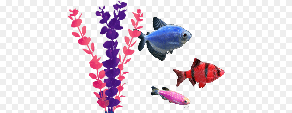 Adding Glofish To Your Existing Aquarium Glofish Transparent Background, Animal, Aquatic, Fish, Sea Life Png