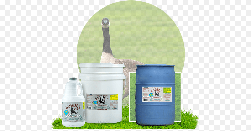 Additional Information Grass, Plant, Animal, Bird, Goose Png