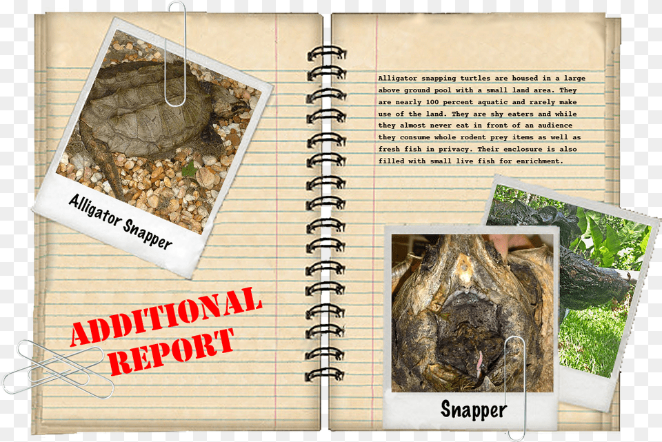 Additional Report Book Cover, Text, Page, Animal, Turtle Png Image