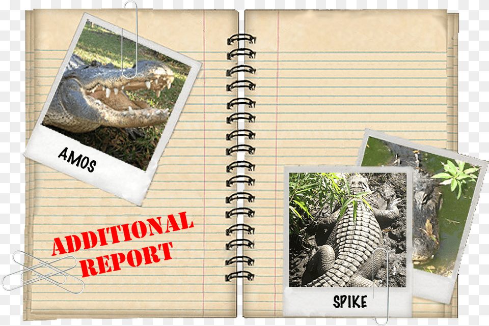 Additional Report Turtle, Plant, Page, Text, Animal Png Image