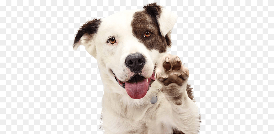 Additional Services Express Dog Shelter Pet, Animal, Canine, Mammal, White Dog Free Png Download
