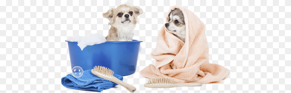Additional Services Puppy Grooming, Brush, Device, Tool, Toothbrush Free Png Download