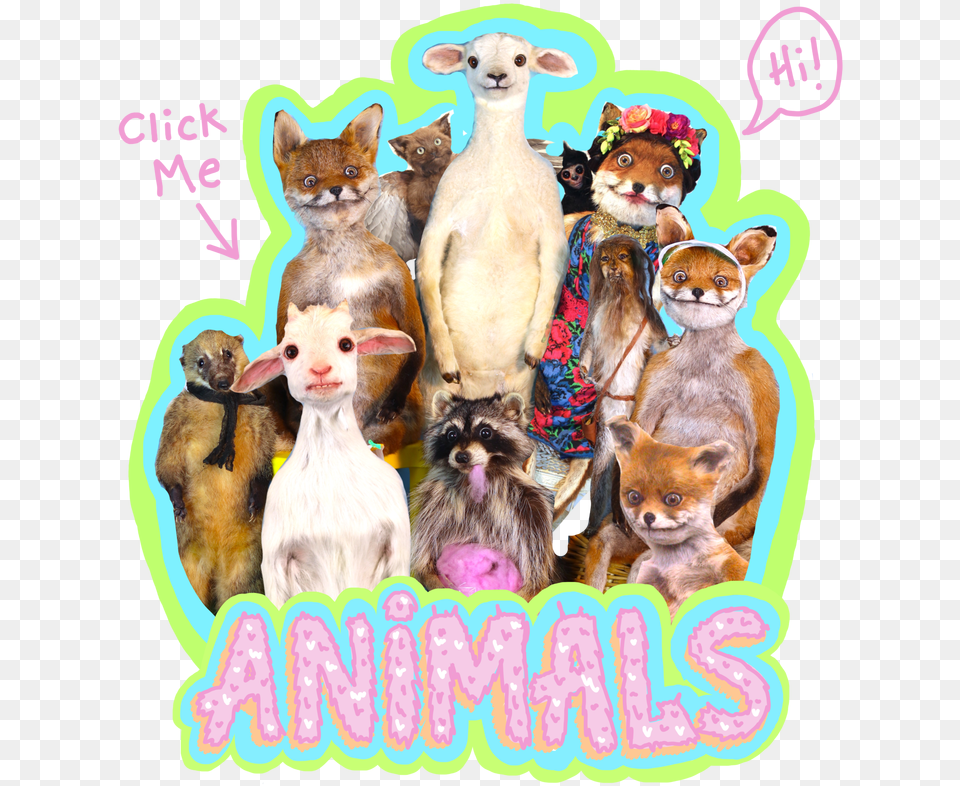 Adele Morse Home Kangaroo, Animal, Pet, Canine, Mammal Png Image