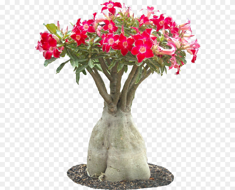 Adenium Obesum Bonsai, Flower, Flower Arrangement, Flower Bouquet, Geranium Png Image