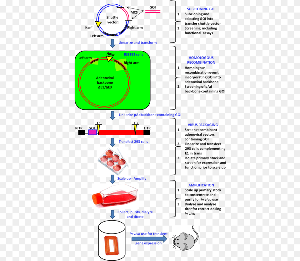 Adenoviral Vectors Figure Adenovirus Vector System, Text, Medication, Pill Free Png