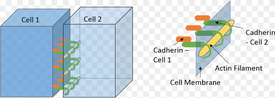 Adherens Junctions In The Brain Cell Cell Adherens Junctions Free Png Download