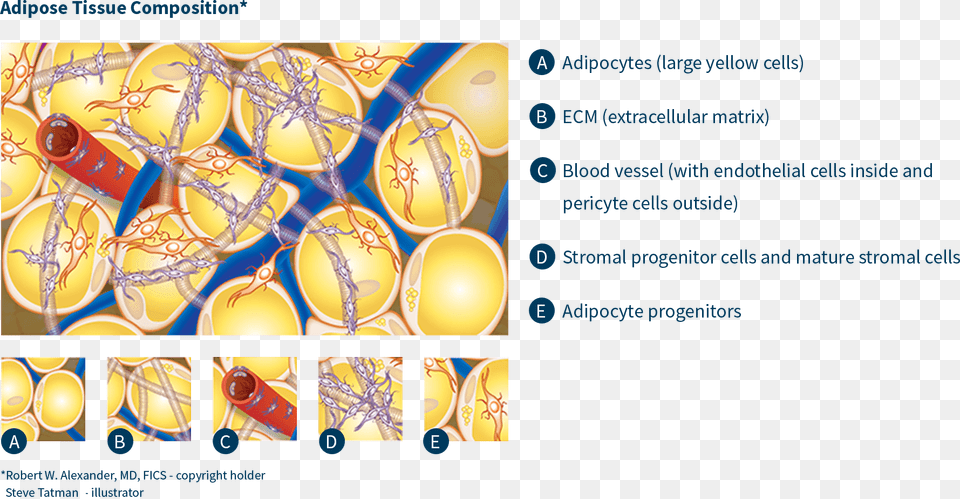 Adipose Tissue Regenerative Medicine Stem Cells Parallel, Sphere Png