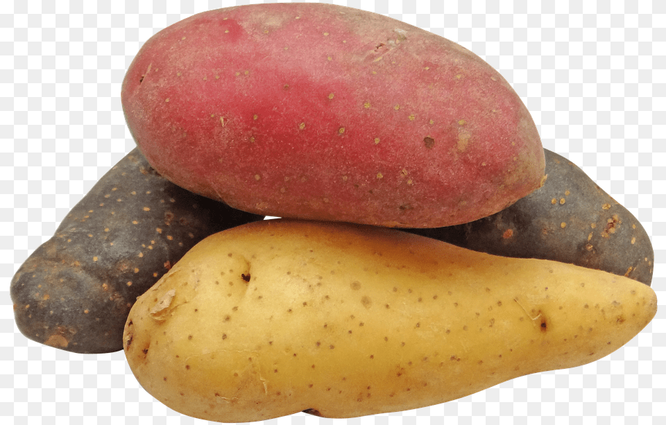 Adirondack Blue Potato Red Potatoes Transparent Background, Food, Plant, Produce, Vegetable Png Image
