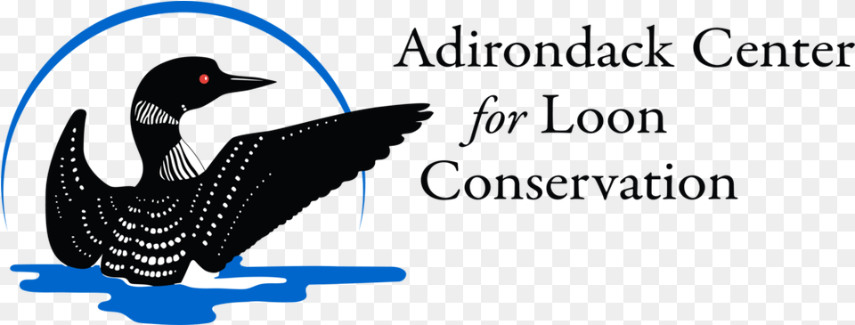 Adirondack Center For Loon Conservation Loon Illustration, Animal, Bird Png Image