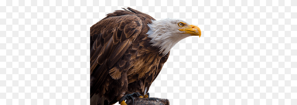 Adler Animal, Beak, Bird, Eagle Png Image