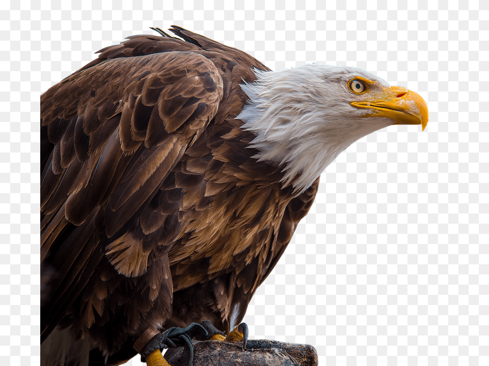 Adler Animal, Beak, Bird, Eagle Free Png Download