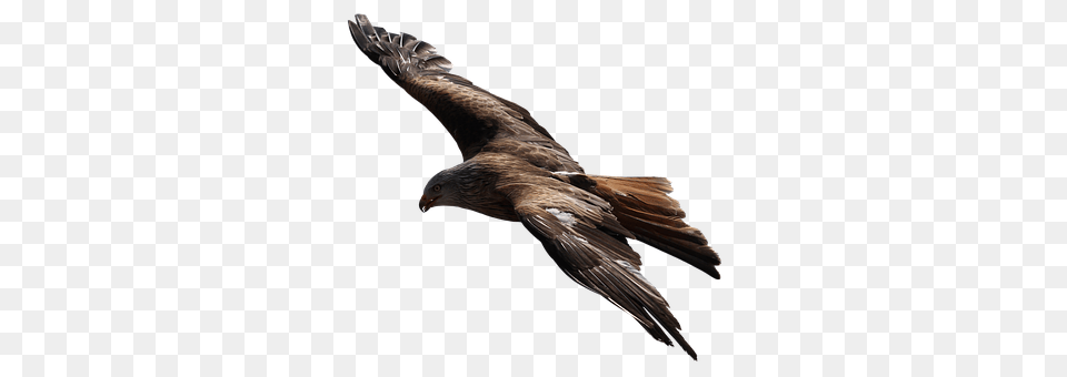 Adler Animal, Bird, Kite Bird, Flying Png