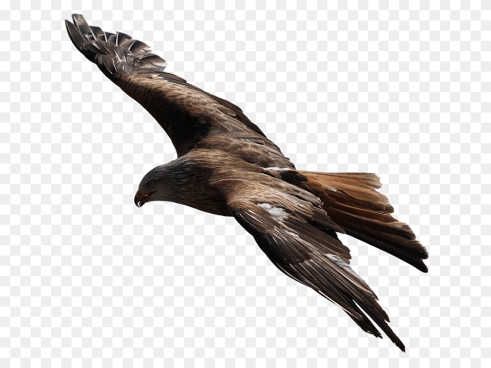 Adler Animal, Bird, Kite Bird, Flying Free Png