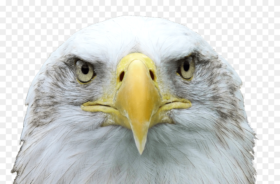 Adler Animal, Beak, Bird, Eagle Png