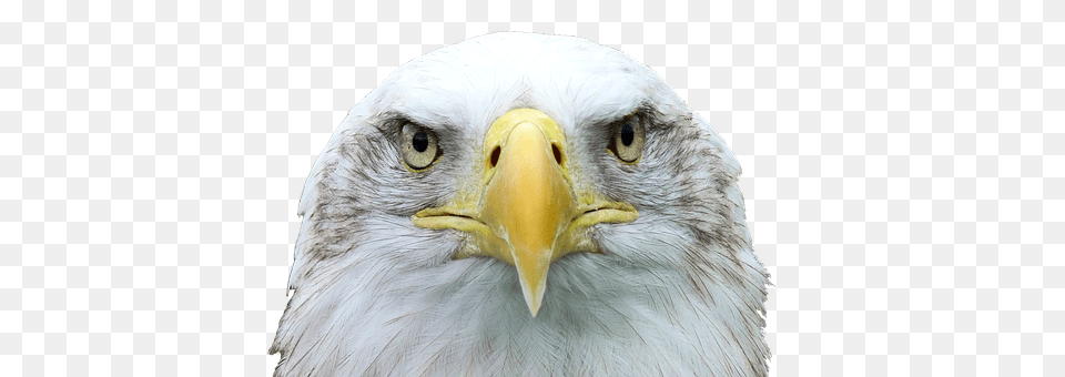 Adler Animal, Beak, Bird, Eagle Png Image