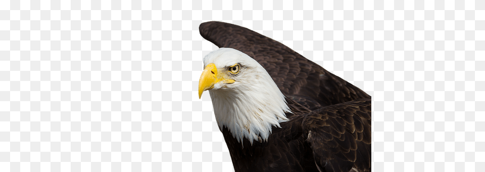 Adler Animal, Bird, Eagle, Bald Eagle Free Transparent Png