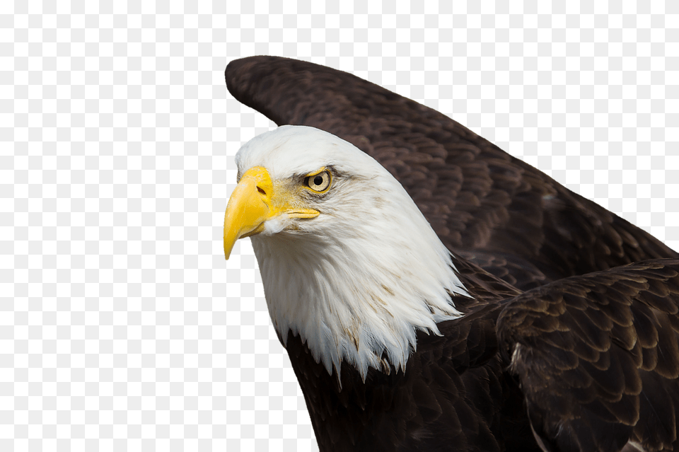Adler Animal, Bird, Eagle, Bald Eagle Png