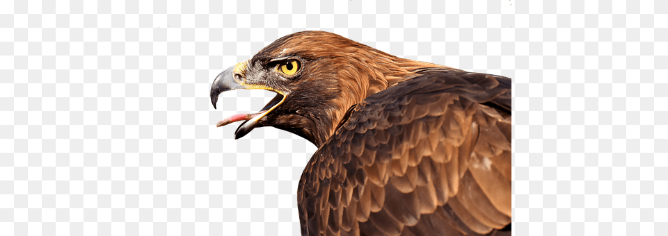 Adler Animal, Beak, Bird, Buzzard Free Transparent Png
