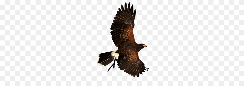 Adler Animal, Bird, Vulture, Hawk Free Png Download