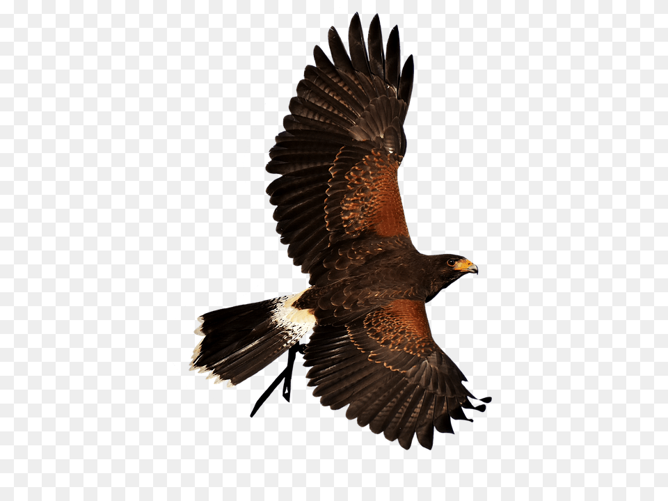 Adler Animal, Bird, Vulture, Hawk Png Image