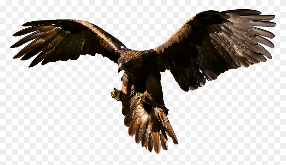 Adler Animal, Bird, Vulture, Buzzard Free Transparent Png