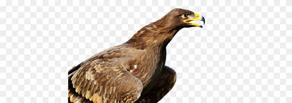 Adler Animal, Beak, Bird, Buzzard Free Png