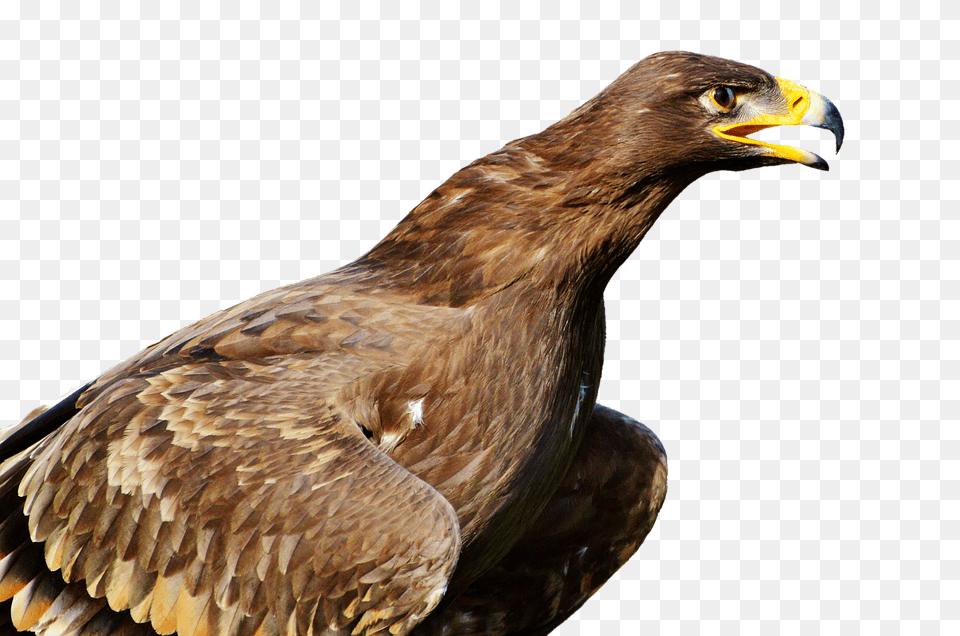 Adler Animal, Bird, Beak, Buzzard Free Transparent Png