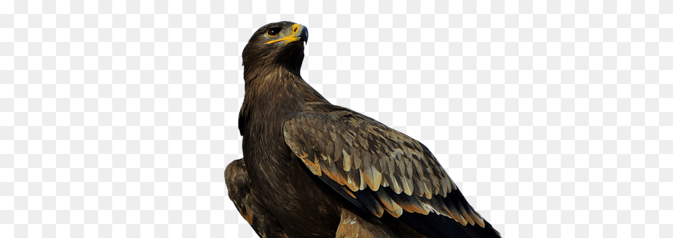 Adler Animal, Bird, Vulture, Buzzard Free Png Download