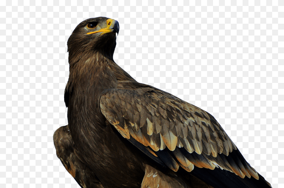 Adler Animal, Bird, Vulture, Buzzard Free Png