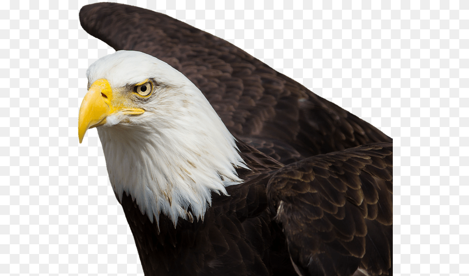 Adler Bald Eagles Bird Of Prey Raptor Mother Eagle, Animal, Bald Eagle, Beak Png