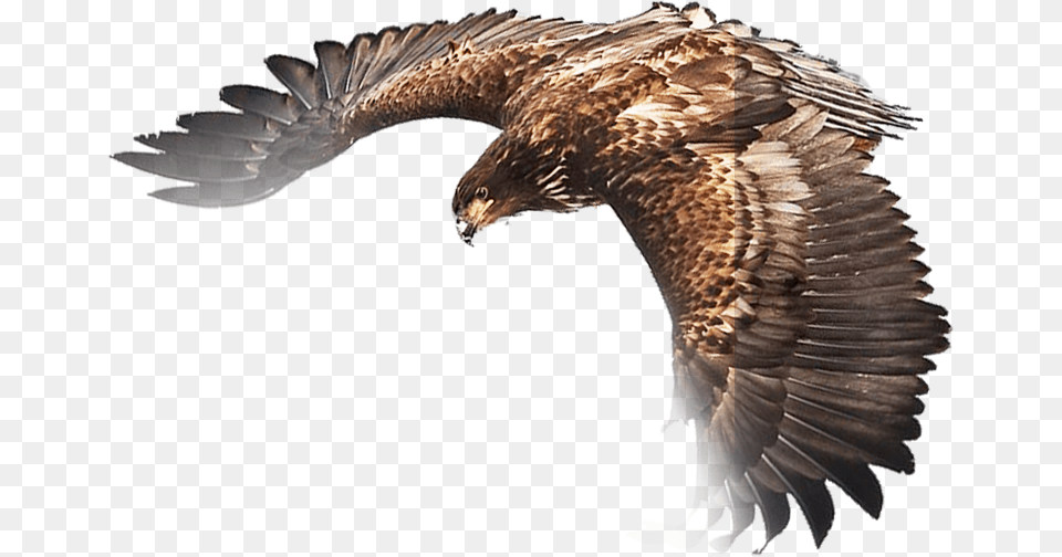 Adler Clipart Kostenlos, Animal, Bird, Vulture, Eagle Free Png Download