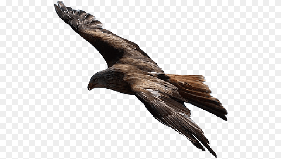 Adler Raptor Bird Of Prey Flying Golden Eagle Transparent Background, Animal, Kite Bird, Buzzard, Hawk Png Image