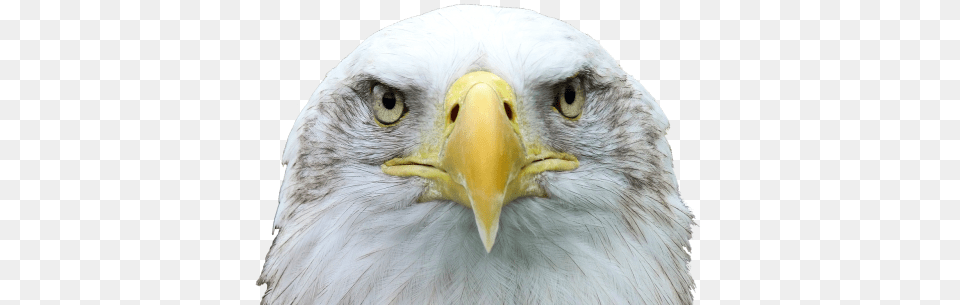 Adlerwhite Tailed Eaglebald Eagleraptorbird Of Aguia, Animal, Beak, Bird, Eagle Free Png