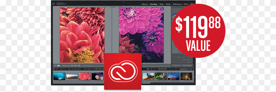 Adobe Creative Cloud Canon Online Store Display, Flower, Plant, Dahlia, Monitor Free Png