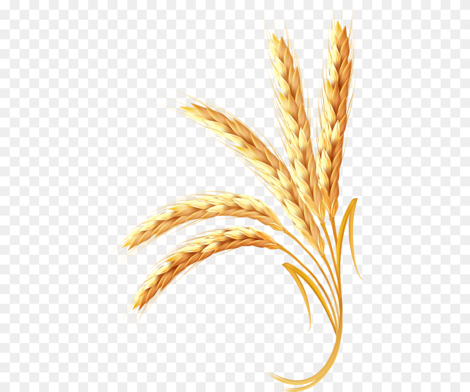 Adobe Ear Wheat Illustrator Golden Hd Clipart, Food, Grain, Produce, Plant Png Image