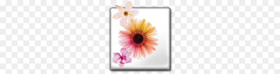 Adobe Icons, Anemone, Petal, Flower, Daisy Png Image