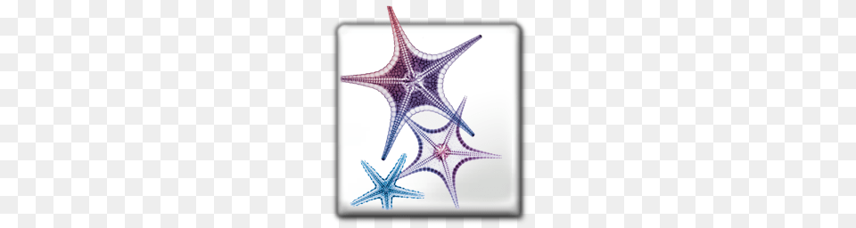 Adobe Icons, Animal, Sea Life, Invertebrate, Starfish Png Image